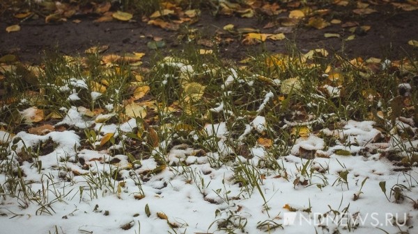 На Урале косят траву под выпавшим снегом (ВИДЕО) На Урале косят траву под выпавшим снегом (ВИДЕО)