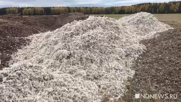«Мучаемся от вони и нашествия мух, нас уверяют, что у нас все хорошо», – на Урале еще одна деревня восстала против соседства с птицефабрикой, навалившей горы помета на полях (ФОТО, ВИДЕО)