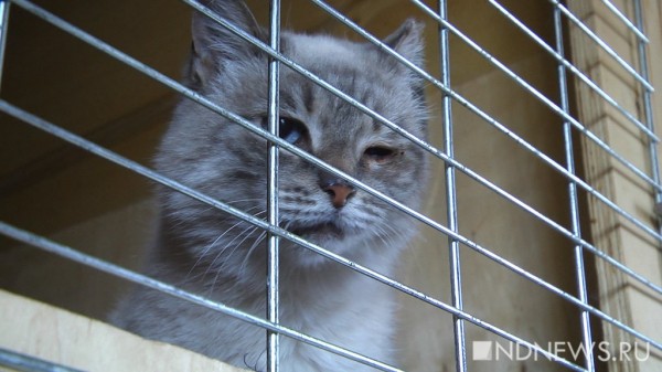 «Ломаные кости, оторванные лапы и выколотые глаза», – в «Кляксе» рассказали, каких животных приходится спасать от верной гибели (ФОТО, ВИДЕО) «Ломаные кости, оторванные лапы и выколотые глаза», – в «Кляксе» рассказали, каких животных приходится спасать от верной гибели (ФОТО, ВИДЕО)