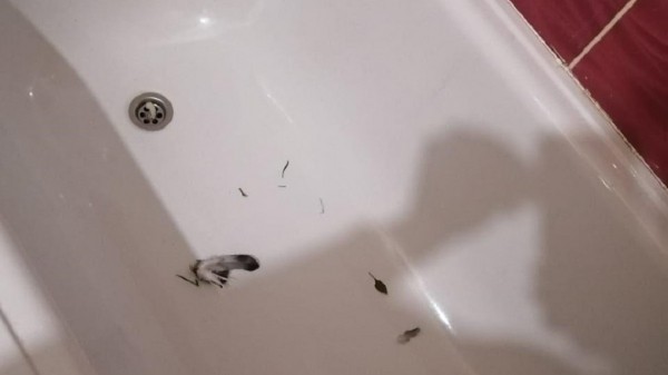 Уральский хоррор: в жилом доме на людей в ванной падают мертвые голуби. Фото