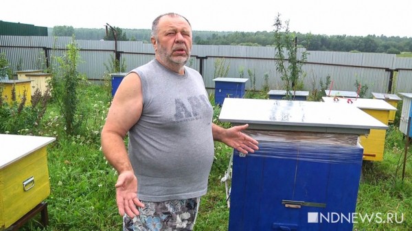 На Урале массово гибнут пчелы. Владельцы пасек подозревают, что насекомых отравили (ФОТО, ВИДЕО) На Урале массово гибнут пчелы. Владельцы пасек подозревают, что насекомых отравили (ФОТО, ВИДЕО)