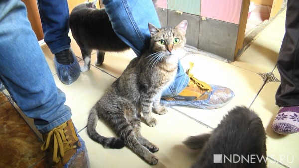 «Ломаные кости, оторванные лапы и выколотые глаза», – в «Кляксе» рассказали, каких животных приходится спасать от верной гибели (ФОТО, ВИДЕО) «Ломаные кости, оторванные лапы и выколотые глаза», – в «Кляксе» рассказали, каких животных приходится спасать от верной гибели (ФОТО, ВИДЕО)