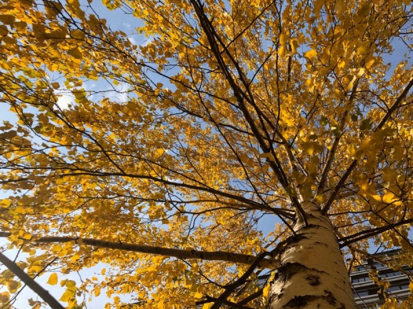 Погода в Екатеринбурге на выходные: облачно и без осадков Погода в Екатеринбурге на выходные: облачно и без осадков