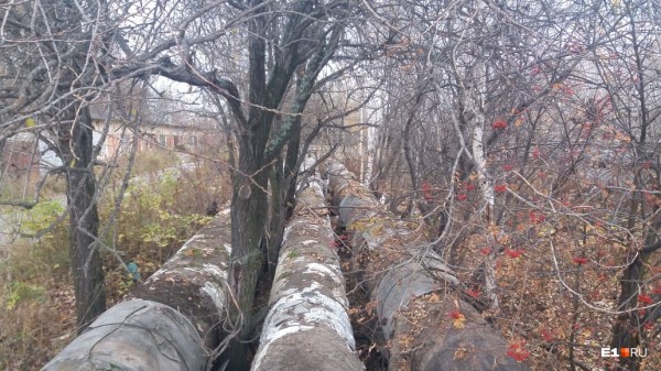 «Стеной проходим территорию, ворошим тряпки»: волонтеры ищут пропавшую Ксению Каторгину