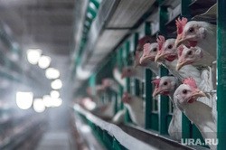 Уральская фабрика с 46-летней историей может остановить производство. Сотням рабочих грозит сокращение