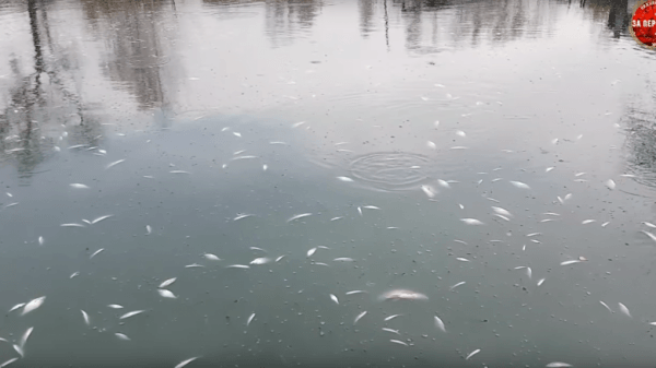 Пруд с питьевой водой для Нижнего Тагила окрасился в ядовитый цвет, в нем погибли тонны рыбы. Видео