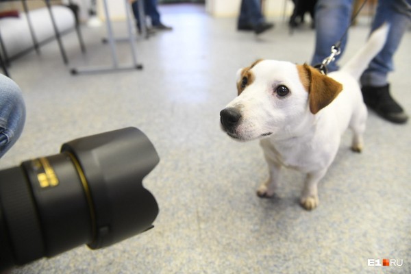 Работа кипит! В мэрии считают голоса по опросу за место под храм святой Екатерины