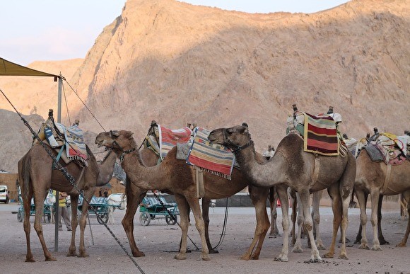 В Саратовской области автомобиль врезался в верблюда: пострадали двое В Саратовской области автомобиль врезался в верблюда: пострадали двое