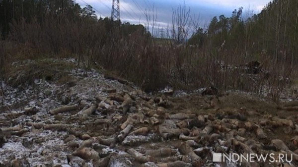 Нижнетагильская прокуратура и полиция ловят организаторов свалки из голов, копыт и потрохов животных (ФОТО, ВИДЕО)
