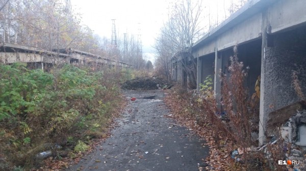 «Стеной проходим территорию, ворошим тряпки»: волонтеры ищут пропавшую Ксению Каторгину