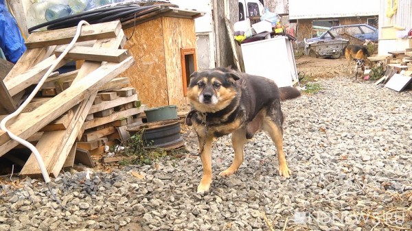 «Ломаные кости, оторванные лапы и выколотые глаза», – в «Кляксе» рассказали, каких животных приходится спасать от верной гибели (ФОТО, ВИДЕО) «Ломаные кости, оторванные лапы и выколотые глаза», – в «Кляксе» рассказали, каких животных приходится спасать от верной гибели (ФОТО, ВИДЕО)