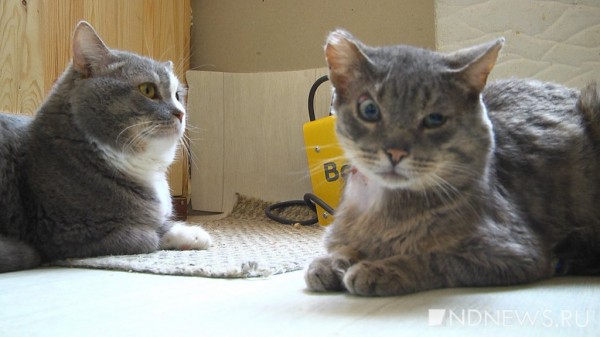 «Ломаные кости, оторванные лапы и выколотые глаза», – в «Кляксе» рассказали, каких животных приходится спасать от верной гибели (ФОТО, ВИДЕО) «Ломаные кости, оторванные лапы и выколотые глаза», – в «Кляксе» рассказали, каких животных приходится спасать от верной гибели (ФОТО, ВИДЕО)