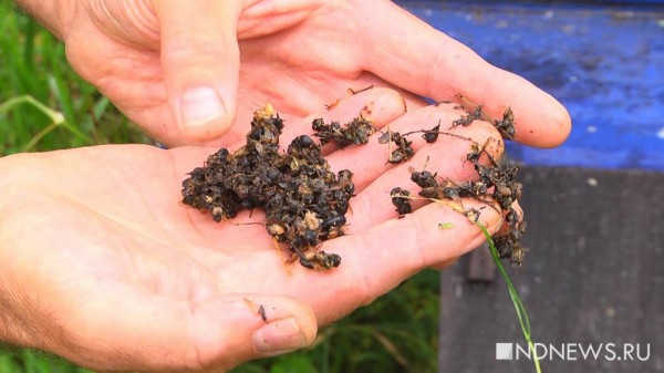 На Урале массово гибнут пчелы. Владельцы пасек подозревают, что насекомых отравили (ФОТО, ВИДЕО) На Урале массово гибнут пчелы. Владельцы пасек подозревают, что насекомых отравили (ФОТО, ВИДЕО)