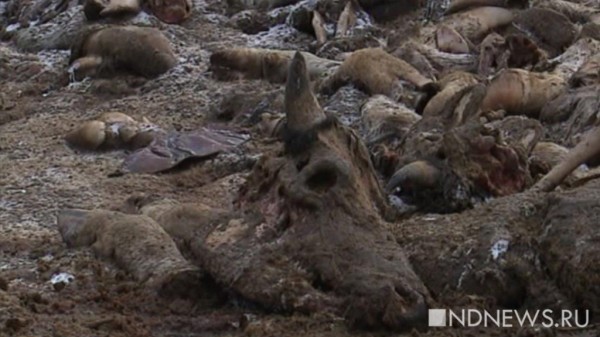 Нижнетагильская прокуратура и полиция ловят организаторов свалки из голов, копыт и потрохов животных (ФОТО, ВИДЕО)
