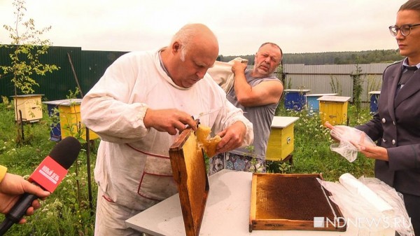 На Урале массово гибнут пчелы. Владельцы пасек подозревают, что насекомых отравили (ФОТО, ВИДЕО) На Урале массово гибнут пчелы. Владельцы пасек подозревают, что насекомых отравили (ФОТО, ВИДЕО)