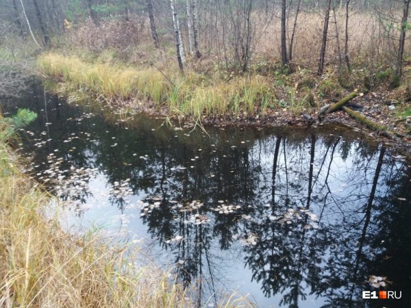 «Стеной проходим территорию, ворошим тряпки»: волонтеры ищут пропавшую Ксению Каторгину