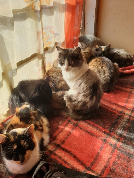 Екатеринбургские зоозащитники привезут из Луганска больных животных (ФОТО, ВИДЕО)