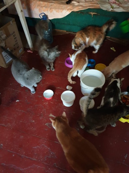 Екатеринбургские зоозащитники привезут из Луганска больных животных (ФОТО, ВИДЕО)