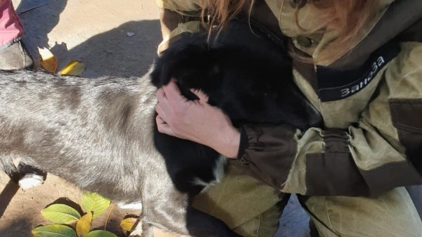 Екатеринбургские зоозащитники привезут из Луганска больных животных (ФОТО, ВИДЕО)