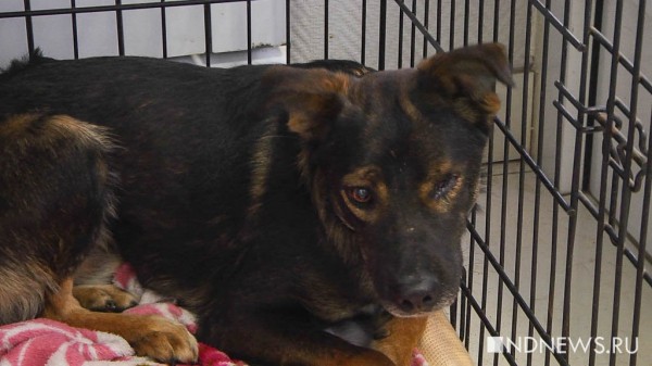 Уральцы привезли из Луганска изувеченных животных (ФОТО, ВИДЕО) Уральцы привезли из Луганска изувеченных животных (ФОТО, ВИДЕО)