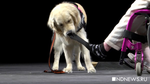 Собака-ассистент для инвалидов-колясочников помогает открывать двери и снимать носки (ВИДЕО)