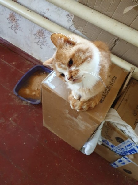 Екатеринбургские зоозащитники привезут из Луганска больных животных (ФОТО, ВИДЕО)