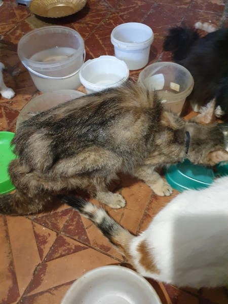 Екатеринбургские зоозащитники привезут из Луганска больных животных (ФОТО, ВИДЕО)