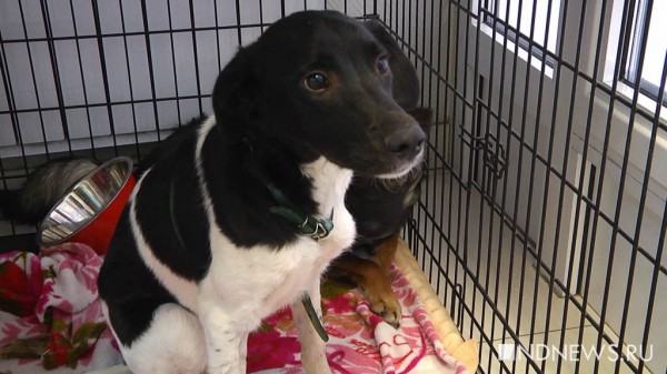 Уральцы привезли из Луганска изувеченных животных (ФОТО, ВИДЕО) Уральцы привезли из Луганска изувеченных животных (ФОТО, ВИДЕО)