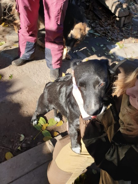 Екатеринбургские зоозащитники привезут из Луганска больных животных (ФОТО, ВИДЕО)