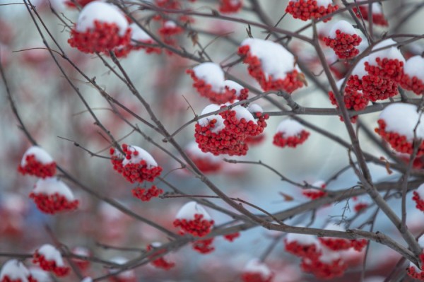 В ближайшие три дня в Екатеринбурге будет идти небольшой снег В ближайшие три дня в Екатеринбурге будет идти небольшой снег