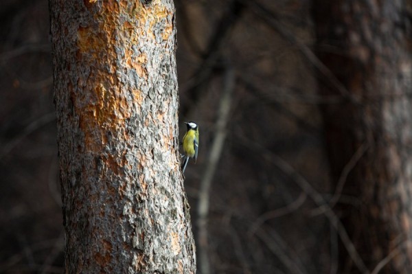 В Екатеринбурге в выходные потеплеет до нуля градусов