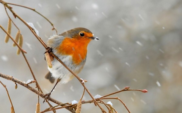 Екатеринбург подсыплет снегом
