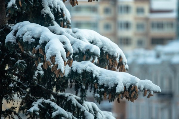 Самая морозная ночь января? Синоптики дали прогноз Екатеринбургу Самая морозная ночь января? Синоптики дали прогноз Екатеринбургу