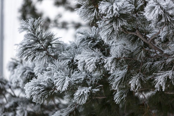 Предстоящие дни на Урале будут умеренно морозными Предстоящие дни на Урале будут умеренно морозными