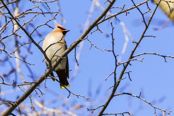 Какой будет погода в последний день новогодних каникул?