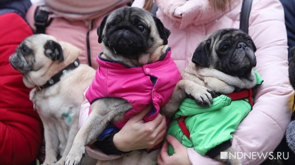 Мопс-гаишник брал взятки, чтобы собрать деньги для собачьего приюта (ФОТО, ВИДЕО)