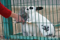 В контактных зоопарках запретят трогать животных В контактных зоопарках запретят трогать животных