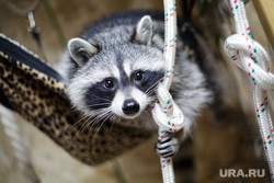 В Екатеринбурге на девочку напал енот. ВИДЕО