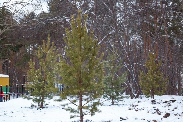 &laquo;Будет таять снег&raquo;: синоптики пообещали оттепель на Урале