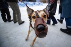 Горожане отметили День защитника Отечества в парке Маяковского