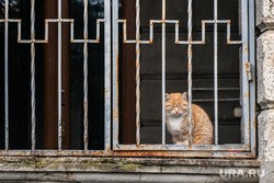 Суд решил судьбу уральца, убившего котов после ссоры с женой