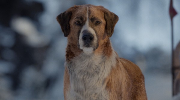 Белое безмолвие в 3D. Павел Матяж о новой экранизации «Зова предков»