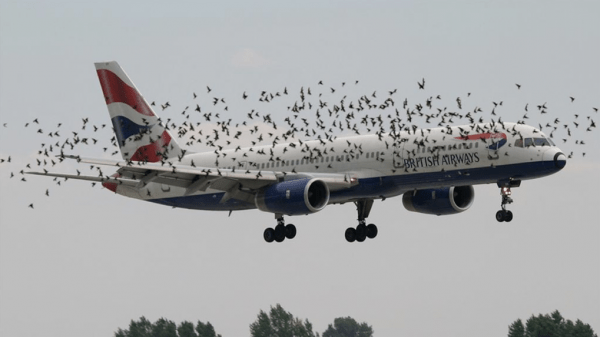 В Минтрансе придумали девять способов защитить аэропорты от чаек. Один из них — мертвые тушки птиц В Минтрансе придумали девять способов защитить аэропорты от чаек. Один из них — мертвые тушки птиц
