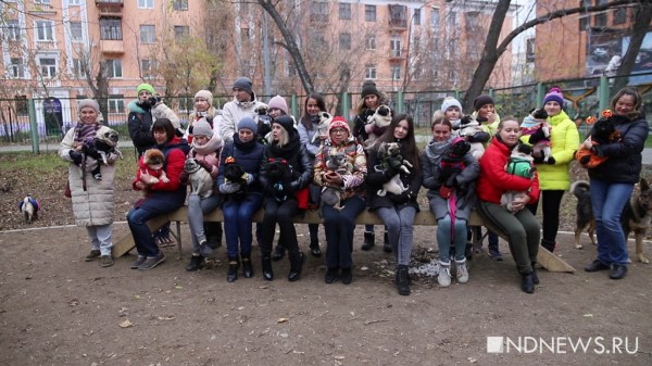 Мопс-гаишник брал взятки, чтобы собрать деньги для собачьего приюта (ФОТО, ВИДЕО)