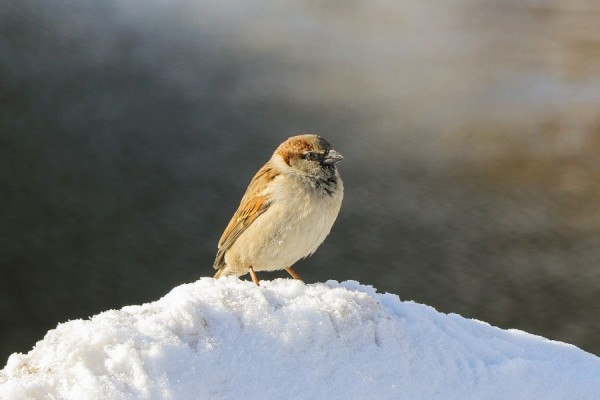 Чем пятничная погода удивит уральцев? Чем пятничная погода удивит уральцев?
