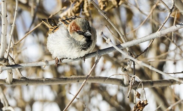Оттепель задержится в Екатеринбурге ещё на один день Оттепель задержится в Екатеринбурге ещё на один день