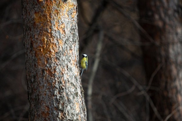 Синоптики прогнозируют бесснежные выходные в Екатеринбурге