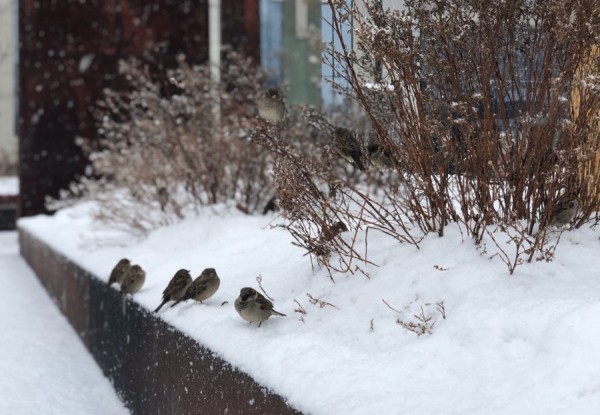 Екатеринбург припорошит снегом