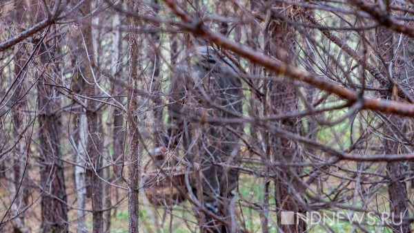 Уралец поел грибов и умер