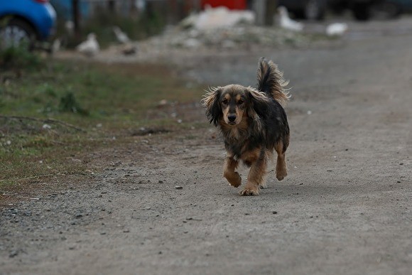 В Москве полиция задержала мужчину, который гулял с собакой